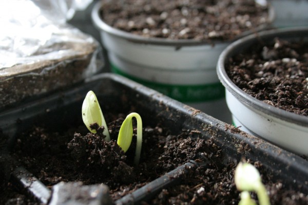 seedling